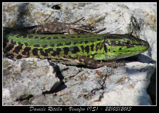 Podarcis siculus siculus con stupenda 